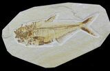 Bargain, Diplomystus Fossil Fish - Wyoming #88584-1